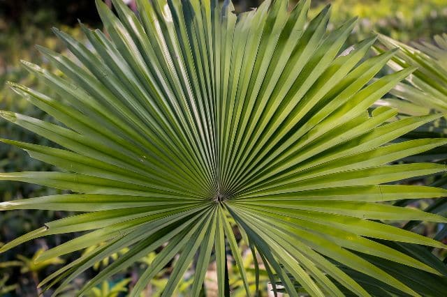 wirkung von sägepalme Sägepalme