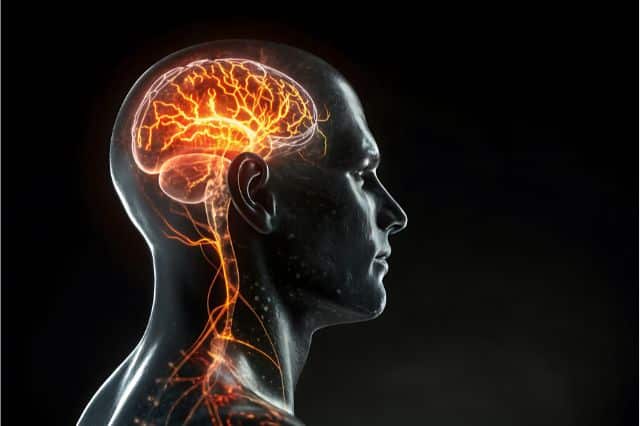 serotonin im gehirn serotonin im gehirn