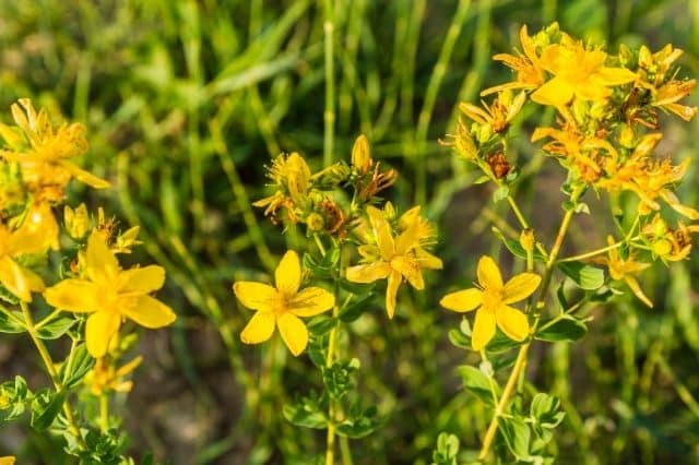 johanniskraut extrakt johanniskraut extrakt