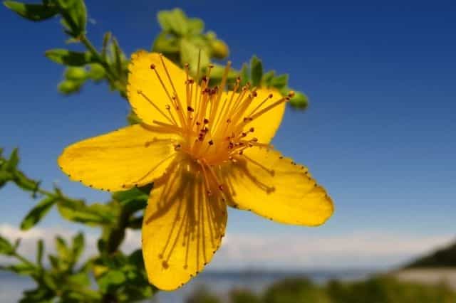 johanniskraut hormone johanniskraut hormone