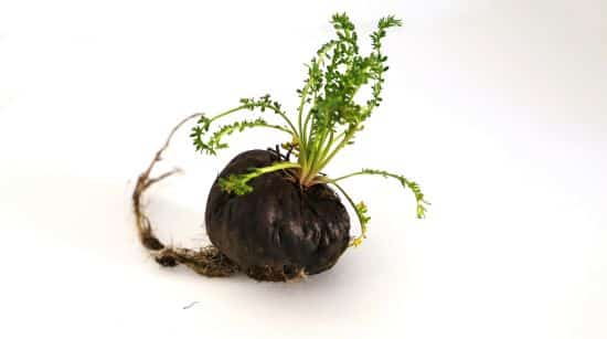 maca schwarz wirkung männer